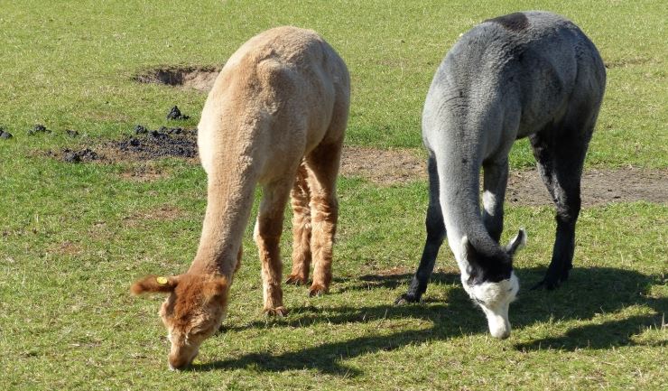 licg.nl Lama en alpaca