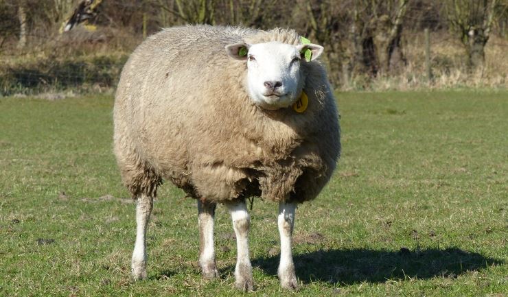 De lucht meer Titicaca toeter licg.nl - Schaap