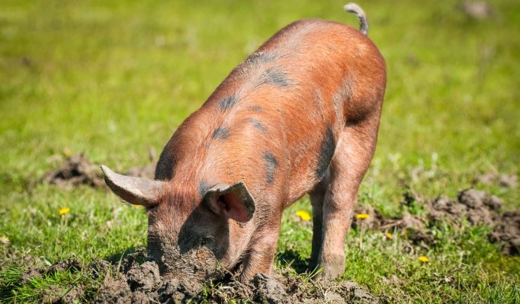 longontsteking kooi biologisch licg.nl - Varken