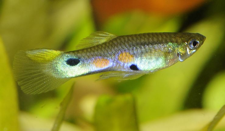 Pictures shop of guppies