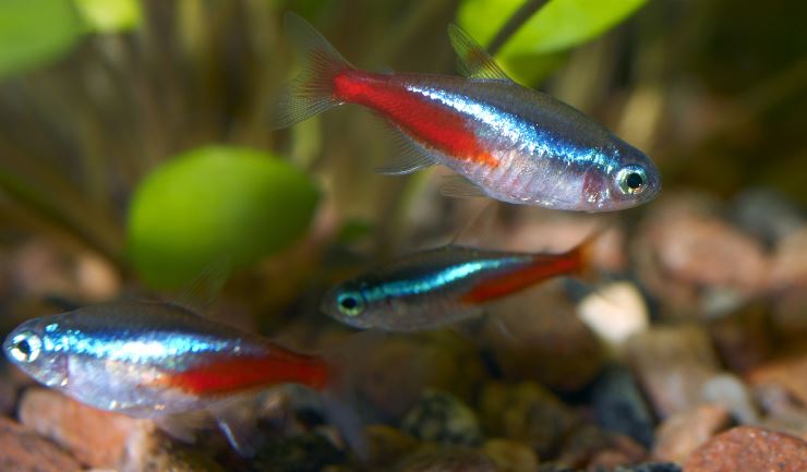 lezing Banzai Mysterie licg.nl - Neontetra