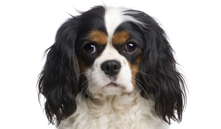 Vrijlating Vulkaan Mantel licg.nl - Cavalier King Charles Spaniel