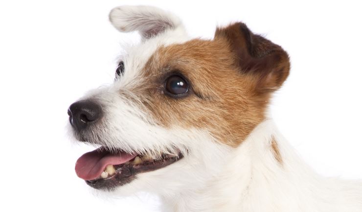 Verwonderend licg.nl - Jack Russell Terriër IW-82