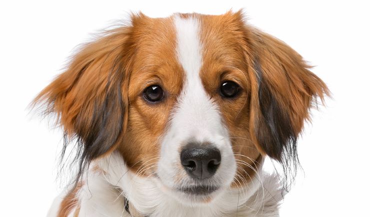 Licg.Nl - Nederlands Kooikerhondje