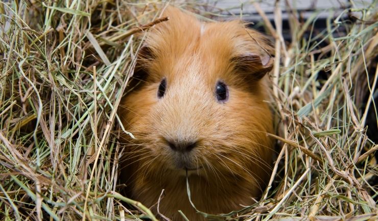 Wonderbaarlijk licg.nl - Cavia WJ-19