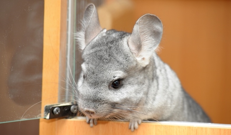 bijl ziekte Billy Goat licg.nl - Chinchilla