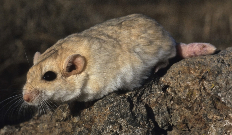 Beschrijving verraad procedure licg.nl - Dikstaartgerbil