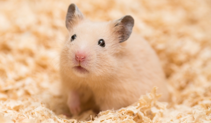 licg.nl Hamster