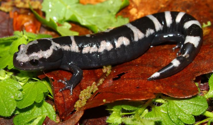 wortel handel Bevriezen licg.nl - Molsalamanders (amfibieëngroep)