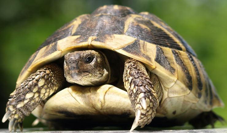 Springen Comorama Vooraf licg.nl - Griekse landschildpad