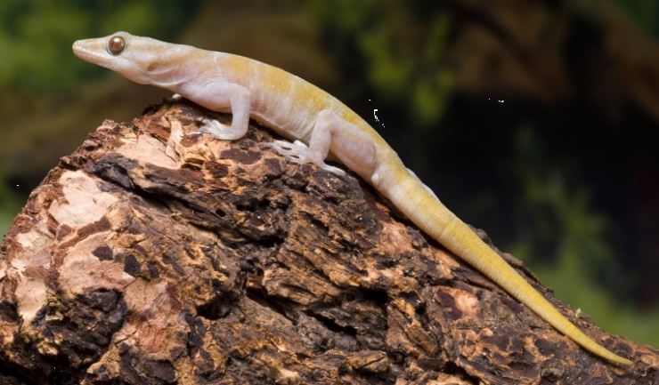 bellen Worstelen Nietje licg.nl - Gouden gekko