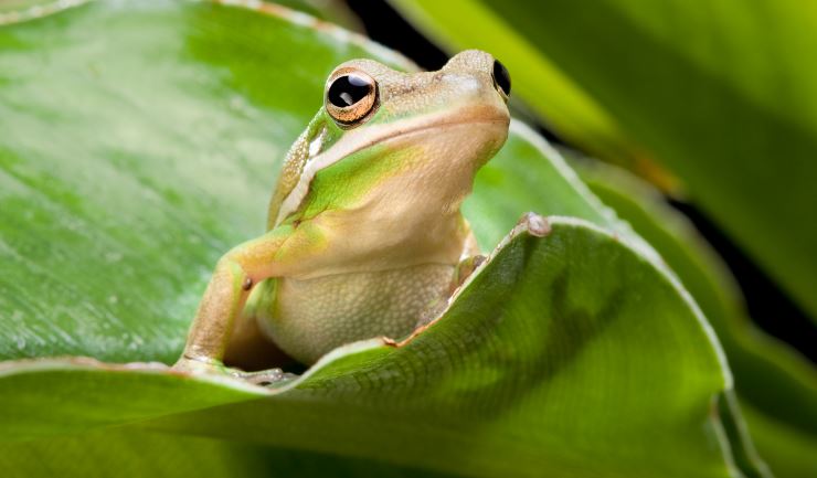 spek getrouwd antenne licg.nl - Groene boomkikker