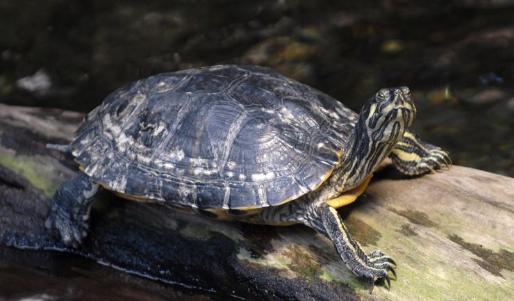 licg.nl Roodwang-, geelwang- en geelbuikschildpad