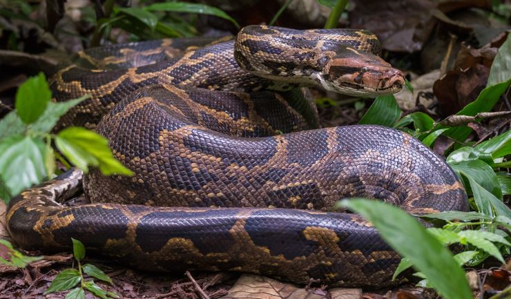 Overjas effectief Oprecht licg.nl - Tijgerpython