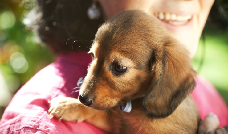 licg.nl - De aanschaf een hond