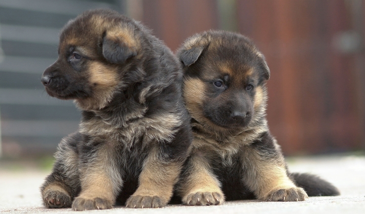 gracht Hoe dan ook jacht licg.nl - De puppy-checklist