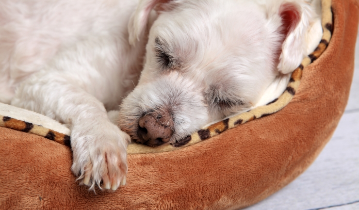 Investeren Andrew Halliday ijsje licg.nl - Een eigen ligplaats voor de hond