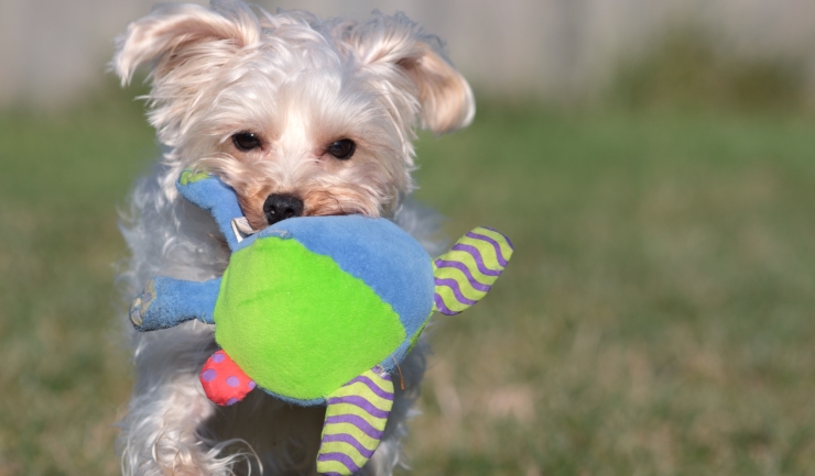 Rationalisatie Overeenkomend Verraad licg.nl - Spelen met de hond