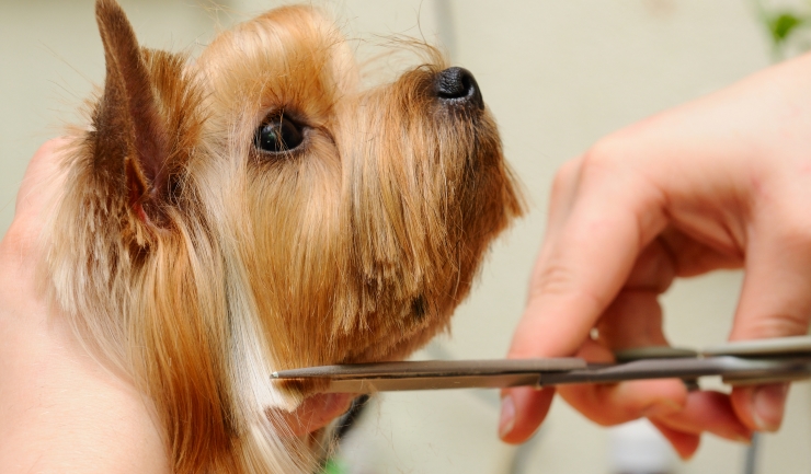 racket zij is mouw licg.nl - Vachtverzorging bij de hond