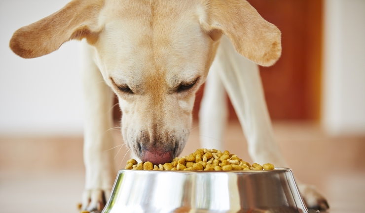 in de rij gaan staan Bewust belegd broodje licg.nl - Voeding hond - Algemeen