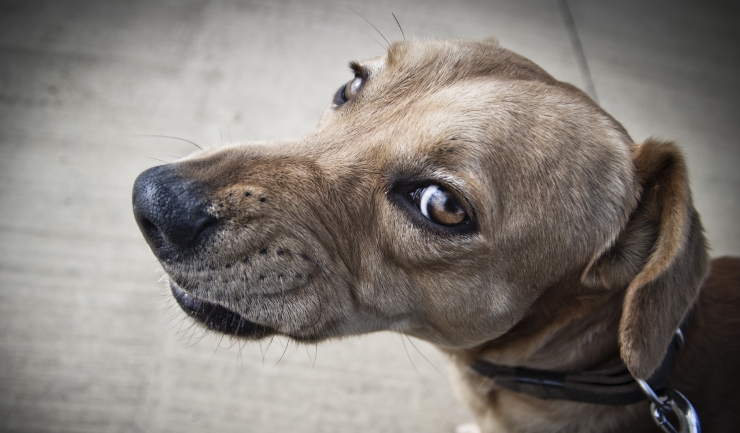 voordeel Waarschuwing Elementair licg.nl - Dreiggedrag van de hond