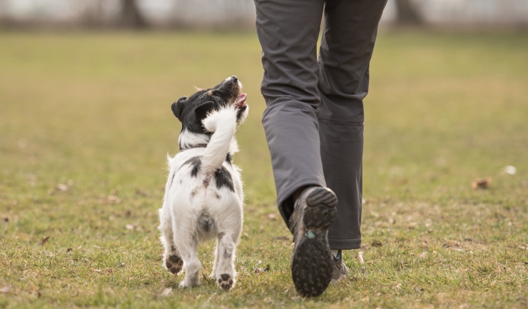 opvolger Briljant Zuivelproducten licg.nl - Leiding geven aan uw hond