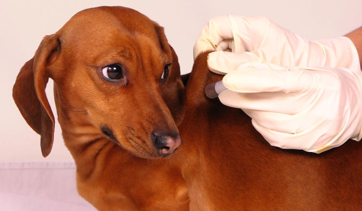 Afkorting George Bernard Vakman licg.nl - Diabetes mellitus (suikerziekte) bij de hond