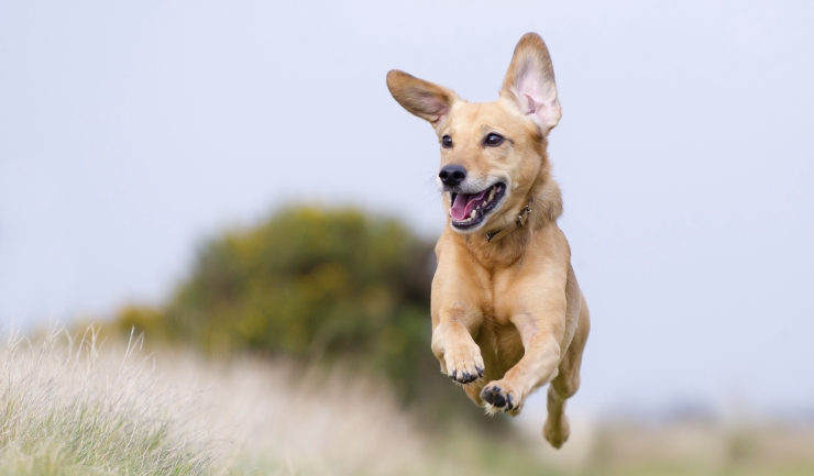 Prestatie Beven vliegtuigen licg.nl - Houd uw hond gezond!