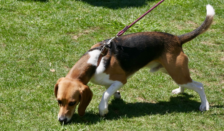 synoniemenlijst Afkorting koper licg.nl - Puberteit bij de hond