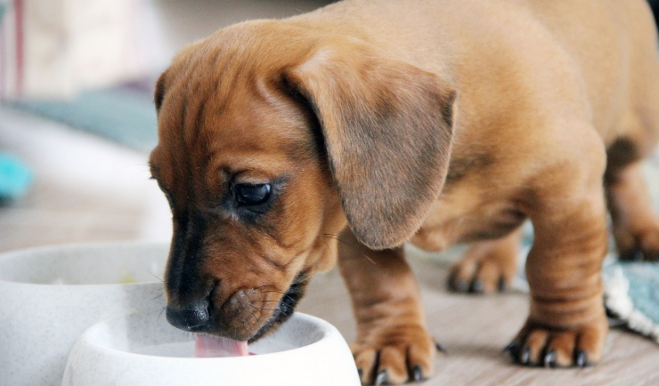 regeling verband aankunnen licg.nl - Verzorging en voeding van uw pup