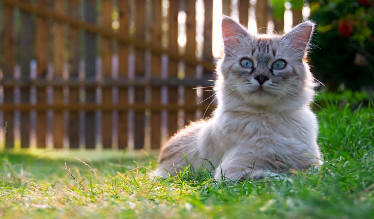 Echt Voorvoegsel geleidelijk licg.nl - Een hek om de tuin of een kattenren?