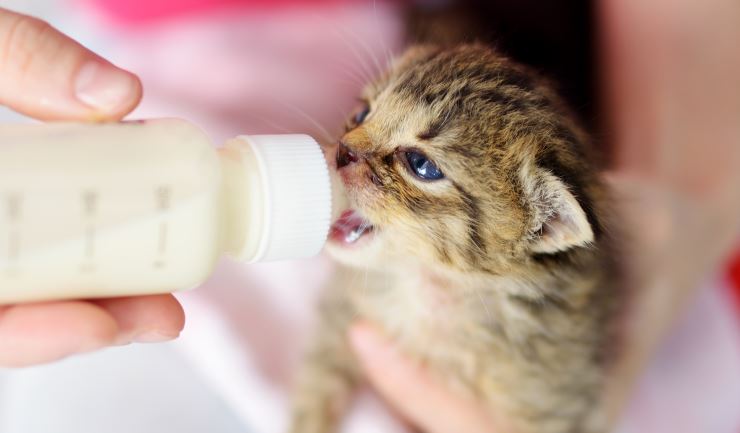 licg.nl Kittens met de hand grootbrengen