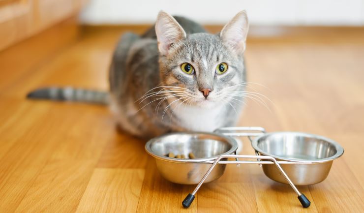 redden ontwikkelen lucht licg.nl - Voeding van uw kat - Meer over voeding
