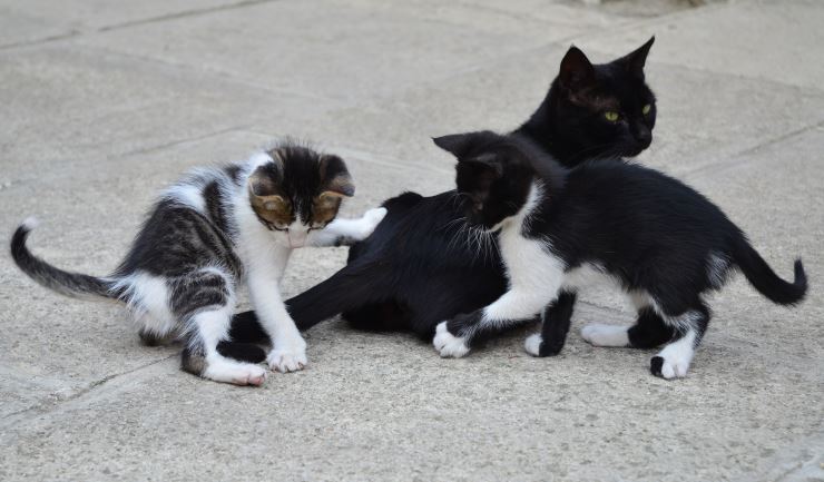 instructeur Somatische cel Vertrouwelijk licg.nl - Het gedrag van kittens en jonge katten