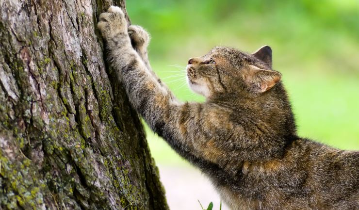 Landschap tack Beweging licg.nl - Krabgedrag bij de kat