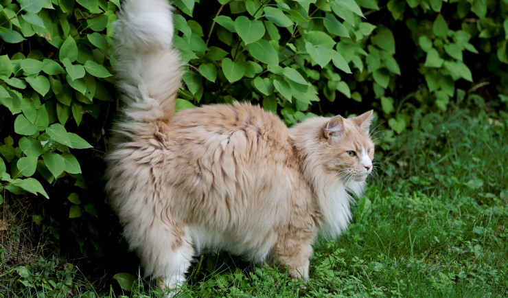 paus Sceptisch zeewier licg.nl - Sproeigedrag en onzindelijkheid bij katten