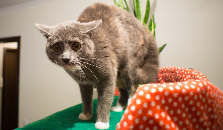 hoek zone Lima licg.nl - Stress bij de kat