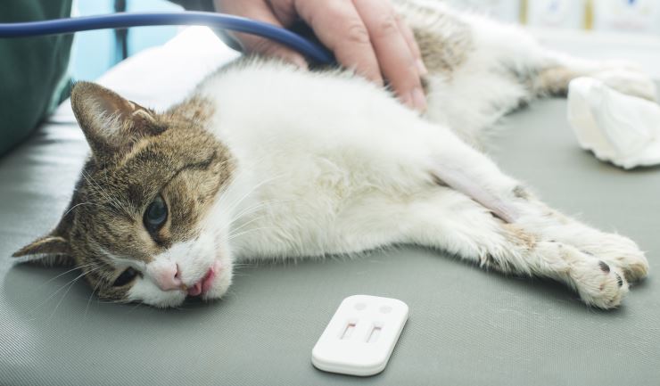 Walter Cunningham Pil Duke licg.nl - Feline Leukemievirus (FeLV)