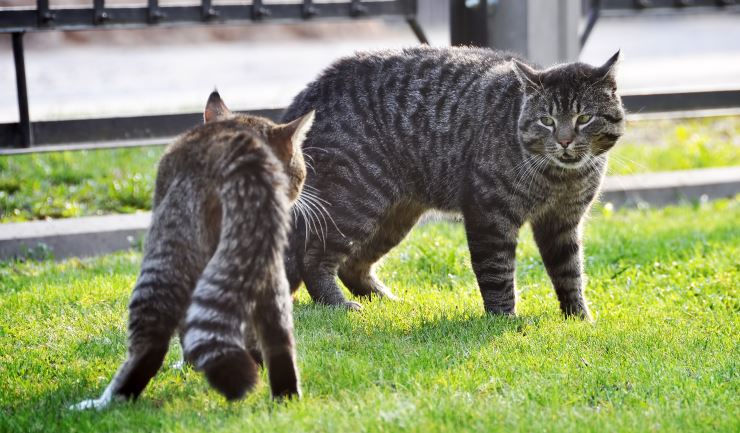 Yoghurt Lappe eksil licg.nl - Kattenaids (FIV)