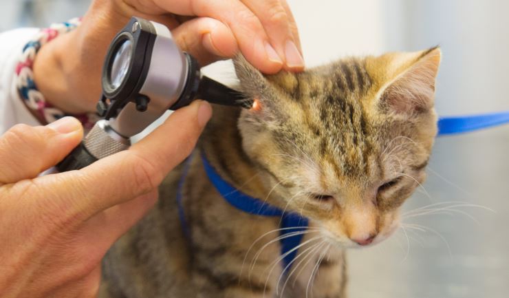 Symptomen Pellen En team licg.nl - Oorproblemen bij de kat