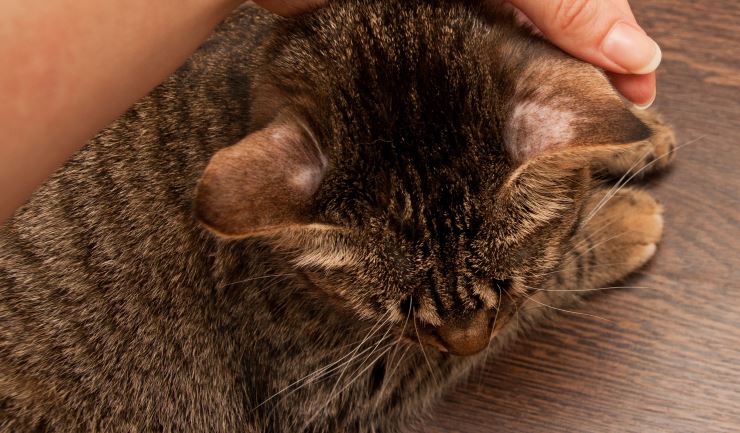 Scepticisme interval voorstel licg.nl - Schimmelinfecties (ringworm) bij de kat