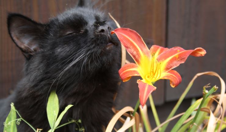 Voorbereiding ingewikkeld Theseus licg.nl - Verborgen gevaren van planten voor katten