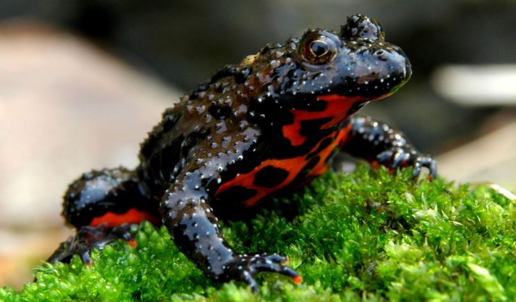 films Wedstrijd Conjugeren licg.nl - Houd uw terrariumdier gezond!