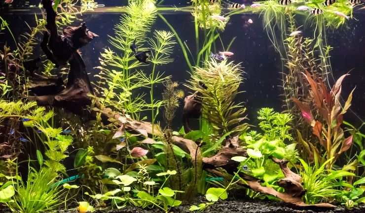 Varken acre serie licg.nl - Het tropisch zoetwateraquarium