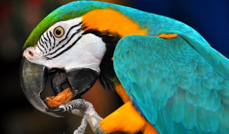 - Voedselverrijking papegaaien