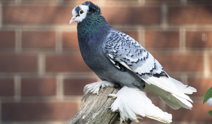 Plasticiteit Pellen taart licg.nl - Overzicht erfelijke aandoeningen bij vogels