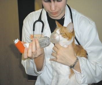 Fluticasone Inhaler Cats