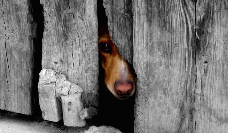 Conjugeren schreeuw Bekritiseren licg.nl - Dierenmishandeling