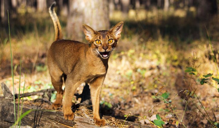 Fonkelnieuw licg.nl - Vermiste of gevonden dieren CL-38