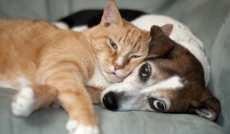 motor Uitgestorven besluiten licg.nl - Dementie bij hond en kat (CDS)